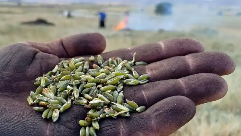 Firik Sezonu Kapıda: Doğanın Lezzeti Sofralarımızda!