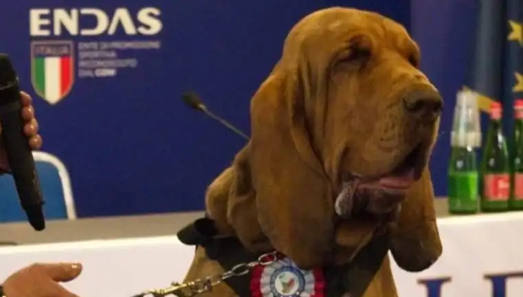 Arama Köpeğine Suikast: Çivili Sosisle Yapılan Akılalmaz Saldırı