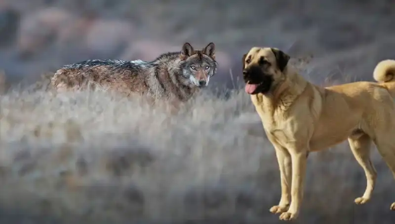 Kangal Köpeği Talebinde Büyük Artış: Kurt Popülasyonu Neden Etkili?