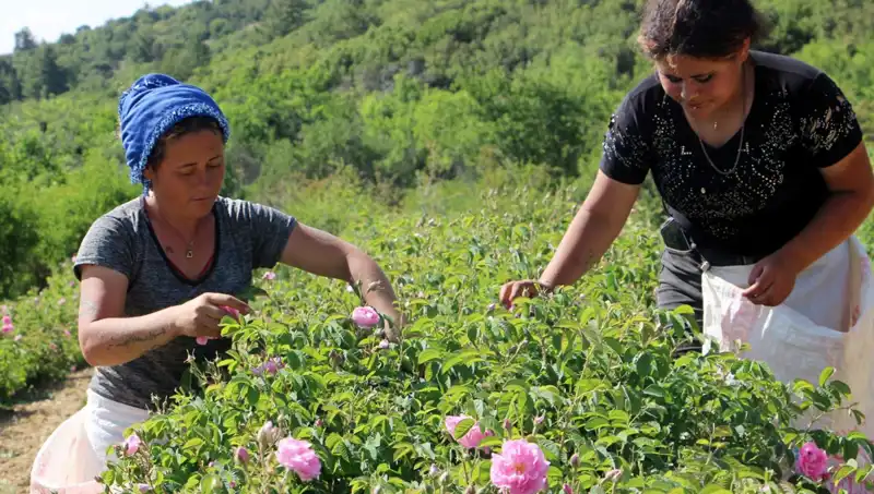 Zirai Don Vurdu: Tarımda Beklenmedik Zararlar Baş Gösterdi