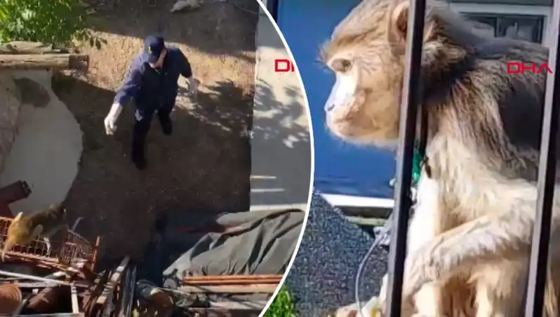 Muğla'da İlginç Bir Olay: Maymun Kovalamacası Mahalleyi Sarstı!