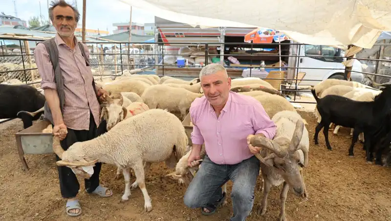Kurban Pazarında Fırtına Gibi Esti: 4 Boynuzlu Koçların Yükselişi