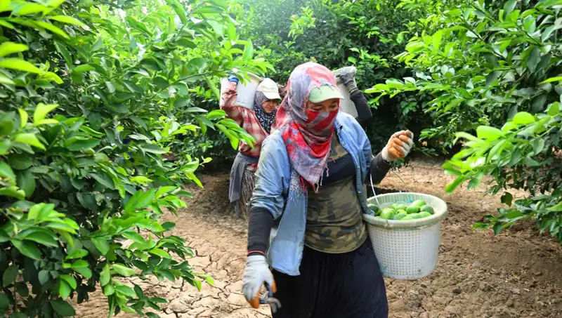Marketlerdeki Patates Fiyatları Düşecek Mi? Yeni Hasat Başladı!