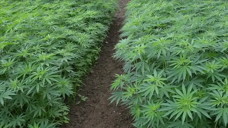 Türkiye'de Kenevir Yetiştiriciliği İçin Yeni Dönem: 21 İlde Üretim Onayı