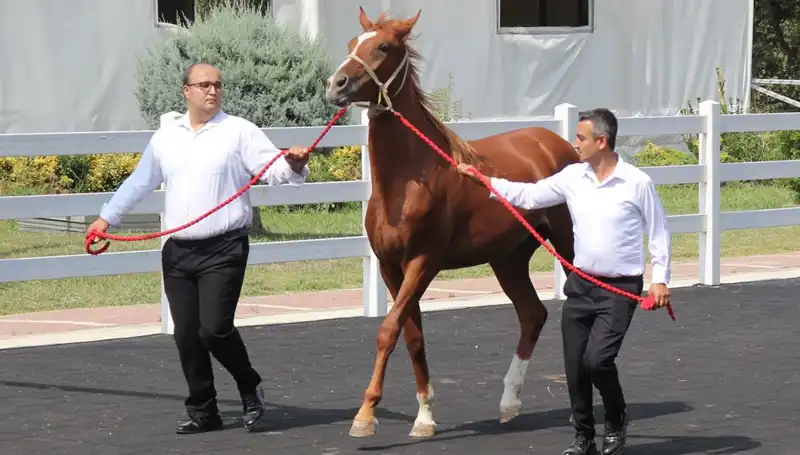 Taşkın Kral Rekorlar Kırarak Dikkatleri Üzerine Çekiyor