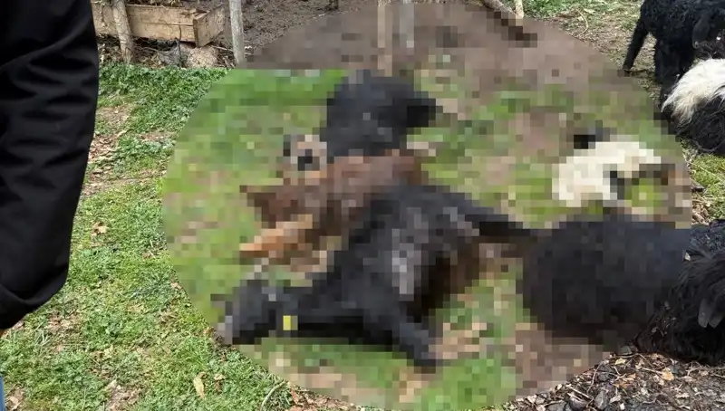 Sahipsiz Köpekler, 18 Keçiyi Acımasızca Telef Etti!