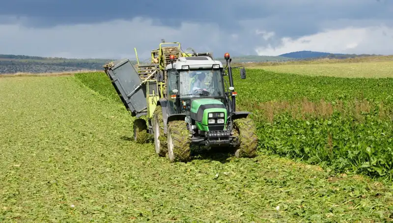 Kastamonu'da Pancar Mesaisinin Detayları ve Ekonomik Etkileri