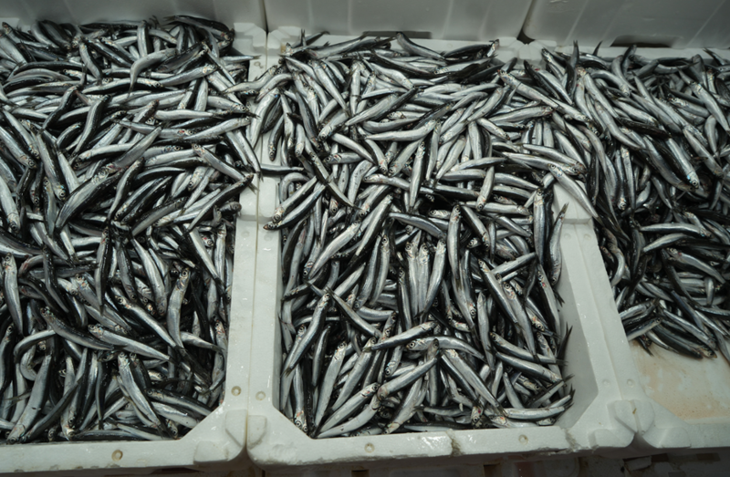 Türkiye, İhracatta Zirveye Yerleşti: Belçika, Fransa ve Almanya’ya Gönderim Yapılıyor