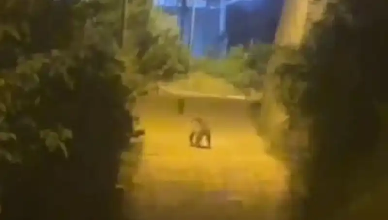 Gümüşhane Merkezinde Şaşırtan An: Ayı Şehre İndi!