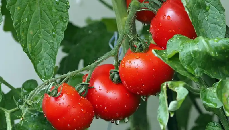 Domateslerin Tarihçesi Geçmişe Yolculuk: İnsanlıkla Mirası Ne Olacak?