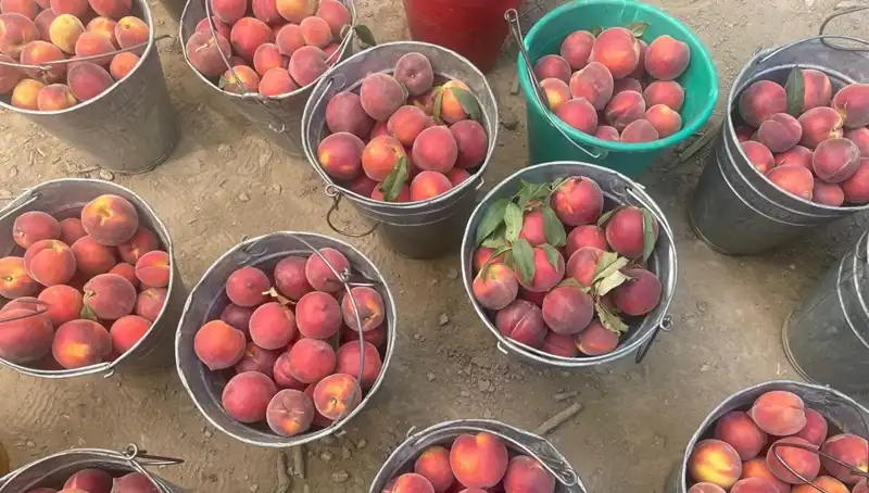 Hasat Dönemi Geldi! Çiftçiler 100 Lira Kilogram Fiyatıyla Yüz Güldürüyor