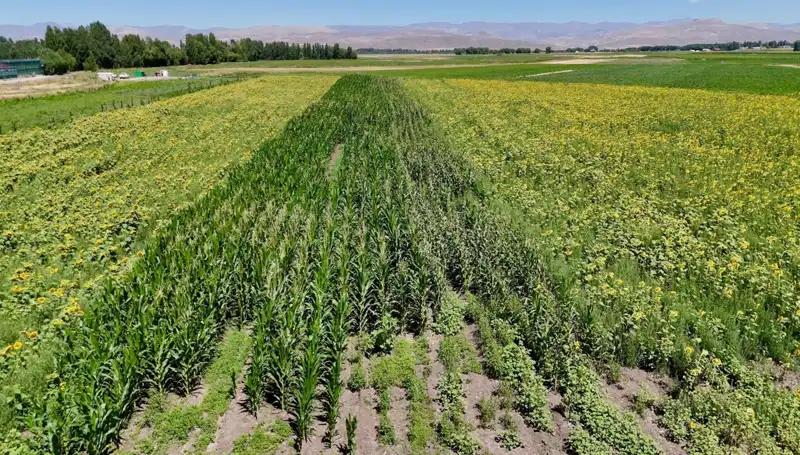 Fide Desteği İle Tarımda Yeni Bir Dönem: Sebze, Meyve ve Tahıl Bir Arada