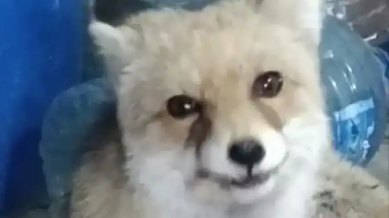 Bahçesinde Tilki Besleyen Adamın İlginç Hikayesi