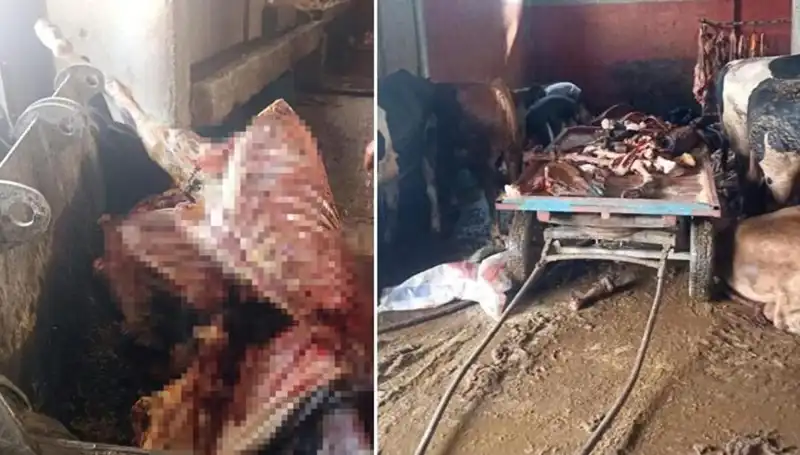 Adana'da Şok İklaç: 2,5 Ton At Eti ve 4 Hayvan Kurtarıldı