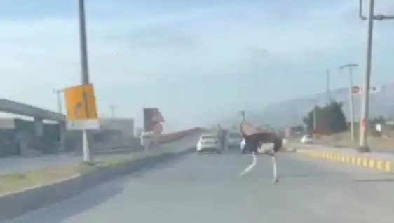 Hatay'da Sokaklarda Deve Kuşu Görüntüleri: Trafikte Ne Oldu?