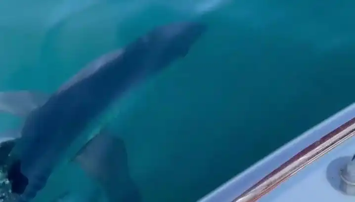 Antalya ve Datça'da Köpek Balığı Korkusu Tırmanıyor: Plajlar Ne Olacak?