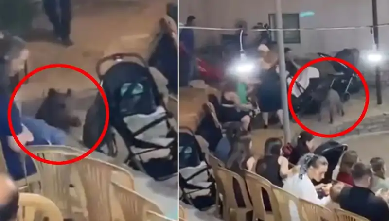 Düğün Törenine Aniden Dalan Yaban Domuzu Şok Etkisi Yarattı!