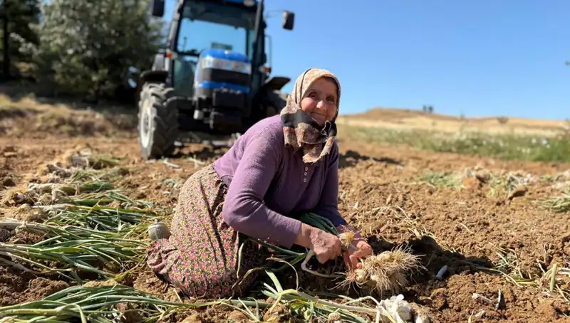 Dünyaca Ünlü Selenyum Noktası: Tarladan Günlük 1200 Lira Kazanılıyor
