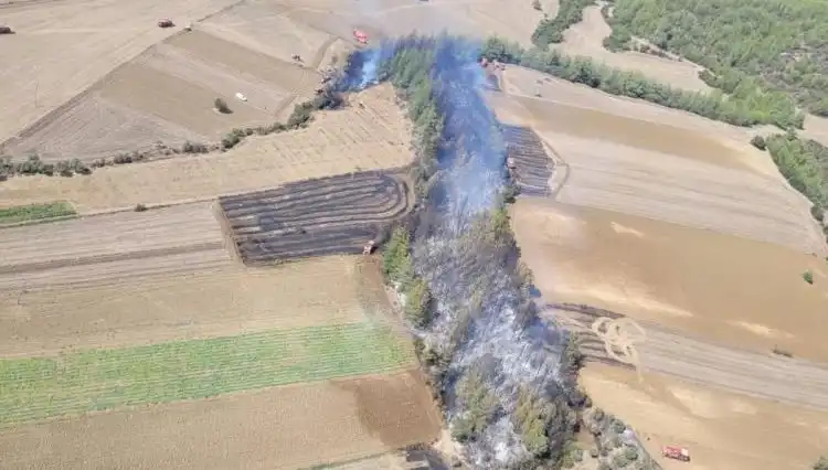 Adana'da Şiddetli Orman Yangını: Doğa Kayıplarının Ardındaki Gerçekler