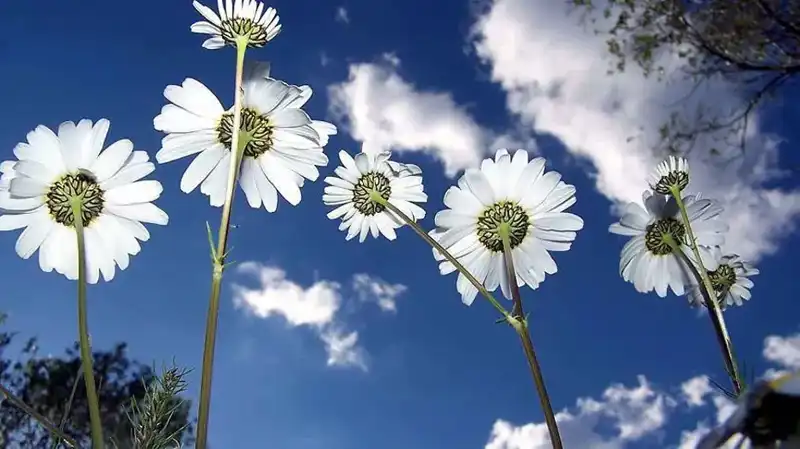 2026 Cemre Düşme Tarihleri: İlkbahar Müjdecisi Ne Zaman Gelecek?