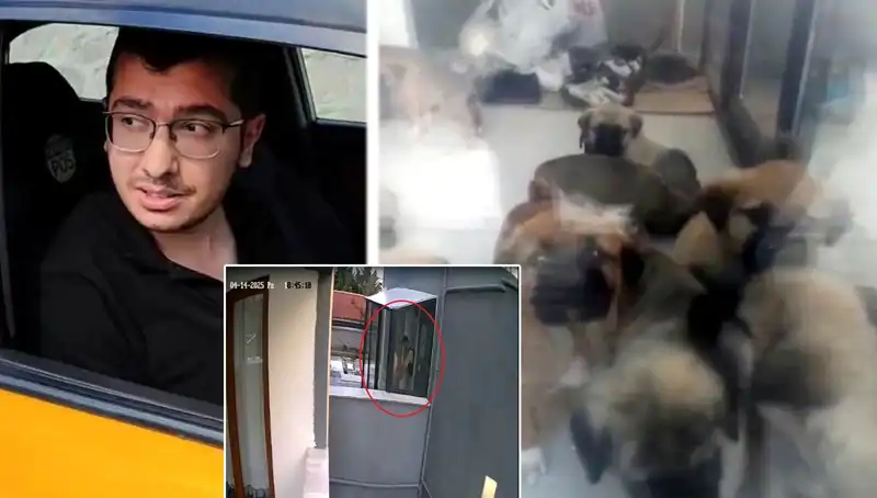 Evde Hayvan Katliamı: Doktorun 12 Yavru Köpeği Öldürmesi İfşa Oldu