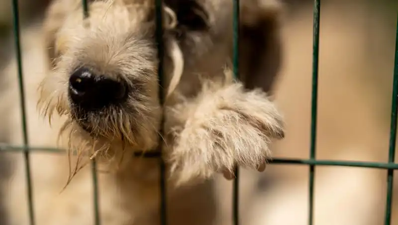 İş Stresi: Çalışanlar Kadar, Köpekler de Etkileniyor!