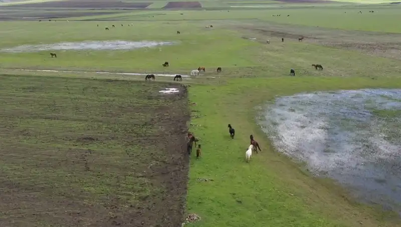 Kars'ın Yeşil Manzarasında Yılkı Atlarının Büyüleyici Dansı