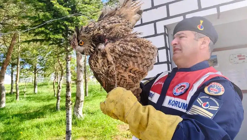 Dikenli Tellere Takılan Puhu: Tedavi Süreci ve Hayata Dönüşü