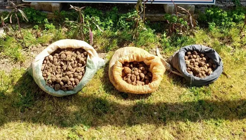 10 Kilo Salep Toplayan Şahıslar, İş Başında Yakalandı!