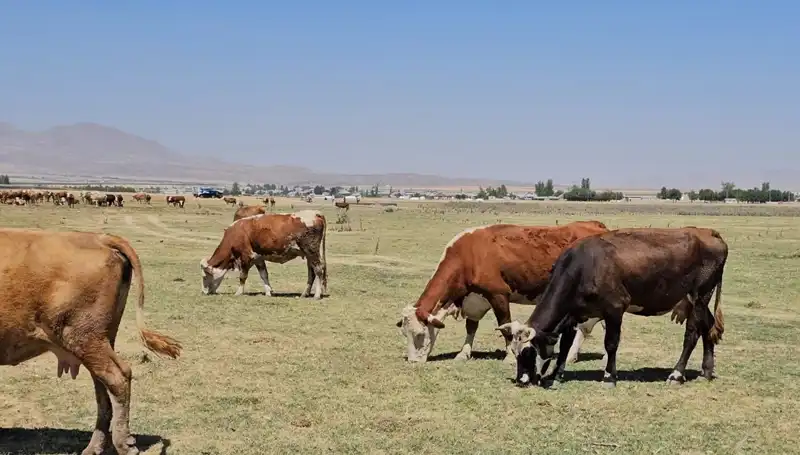 Arin Gölü'nün Kuruması: Su Krizi Kısa Sürede Büyüyor