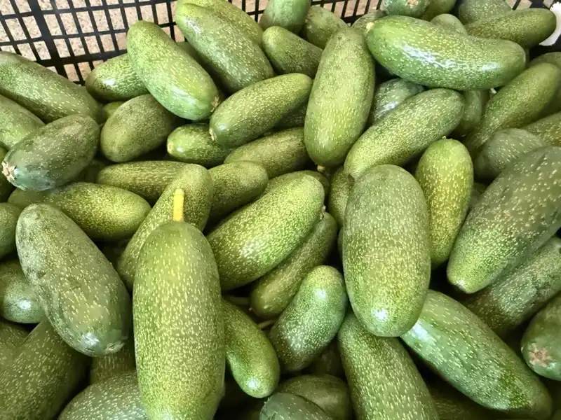 Antalya'da Yetişen Eşsiz Ürünler: Yüksek Rekolte Beklentisi ile Dünyaya Açılıyor