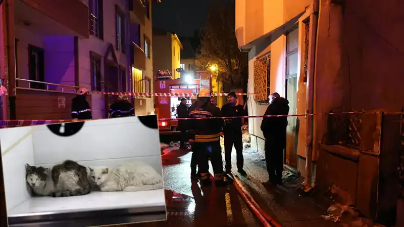 Yangın Faciası: Evde 26 Kedi Hayatını Kaybetti