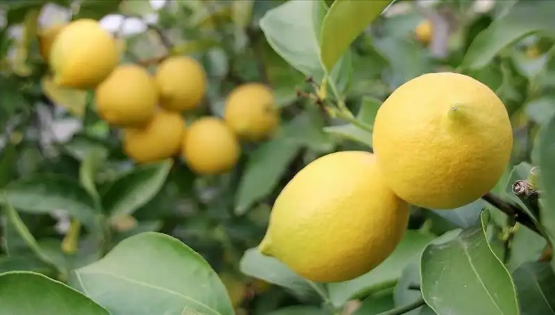 Limon Fiyatları Zirve Yaptı: Adedi 24 Lira! Tüketicilerin Tepkisi Ne?