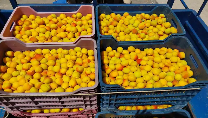 Türkiye'nin İlk Yerli Tarım Projesi: İlk Hasat ve 500 TL'lik Şaşırtan Başarı!